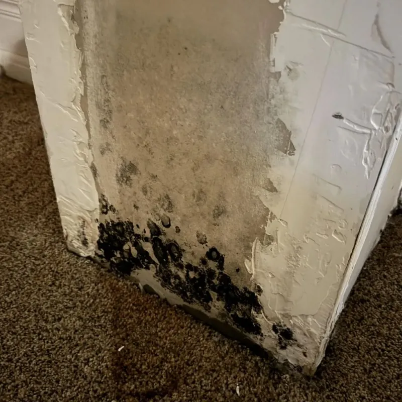 Professional Mold Removal in McHenry County, IL